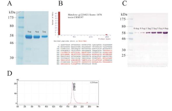 Fig 1 A. Purity analysis of CRM197 by SDS PAGE (10%); B. Identity test of CRM197 by mass spectrometry, Mascot score histogram(top), sequence coverage (bottom); C. Identity test of CRM197 by western blotting; D. Purity analysis of CRM197 by HPLC.